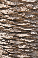 Tree bark background .