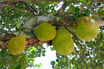 Jackfruit on the tree