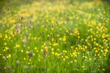 irish summer meadow