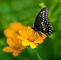 Fototapeta na wymiar Czarny motyl karmienia królowej na żółtym Tickseed kwiat