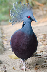 Victoria crowned pigeon