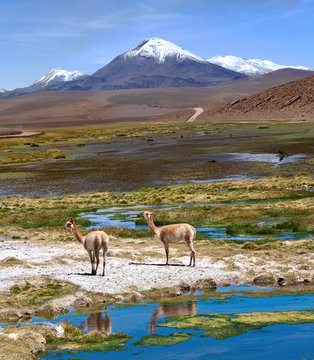 Vicuñas graze in the Atacama, Volcanoes Licancabur and Juriques