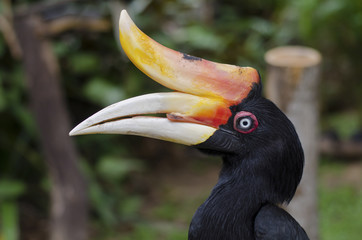 Rhinoceros Hornbill