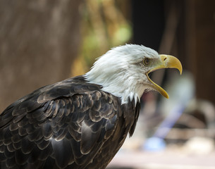 Bald eagle ready for attack
