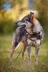 The dog costs on a grass.