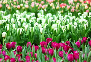 Fototapeta premium Colorful tulips field