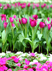 Purple tulips