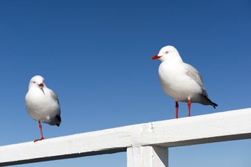 Seagulls