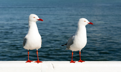 Seagulls