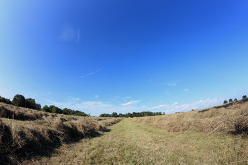 hay field