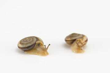 Two snails on the white background