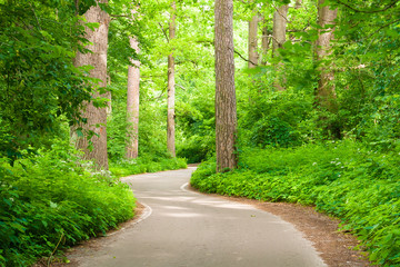 Forest road