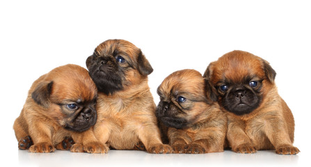 Obraz premium Griffon puppies on a white background