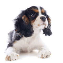 puppy cavalier king charles
