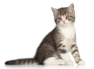 Scotish Straight kitten on a white background