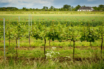 Fototapeta na wymiar Vineyard in summer,Wachau region,Lower Austria.