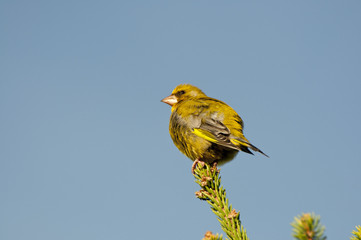Male of European Greenfinch, Carduelis chloris