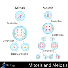 Mitosis and Meiosis