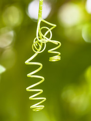 Beautiful curly twig of the ivy plant