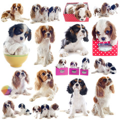 cavalier king charles