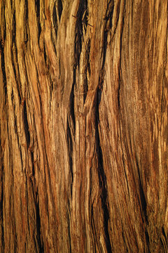 The texture of tree trunk