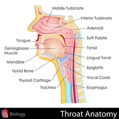Naklejka premium Throat Anatomy