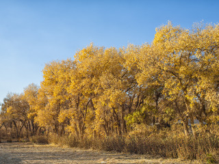 Fototapeta premium Diversifolious Poplars in autumn