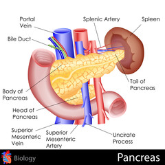 Pancreas - obrazy, fototapety, plakaty