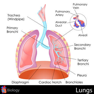 Cardiac Notch" Images – Browse 90 Stock Photos, Vectors, and Video | Adobe  Stock