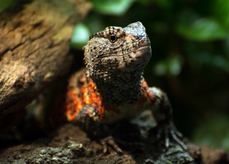 Fototapeta premium Chinese crocodile lizard (Shinisaurus crocodilurus)