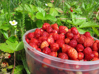 basket full of wild strawberry berries fruit dessert
