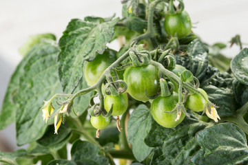 Tomatenpflanze - Primabell