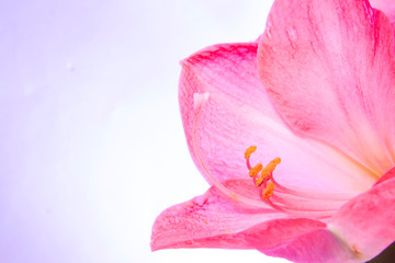 amaryllis on violet gradient background.