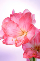 amaryllis on violet gradient background.