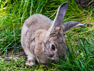 Rabbit