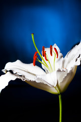white lilly macro on blue gradient background
