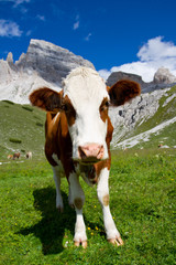 Fototapeta na wymiar Krowa na pastwisku w Dolomiti góry
