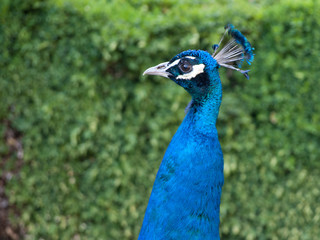 Peacock