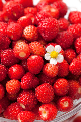 wild strawberries in a glass bowl
