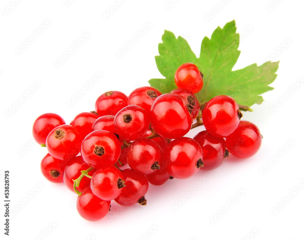 Poster red currant