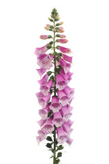 Purple foxglove flowers isolated on white background - obrazy, fototapety, plakaty