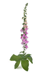 Purple foxglove with flowers isolated on white background - obrazy, fototapety, plakaty