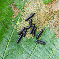 Group of small black caterpillars