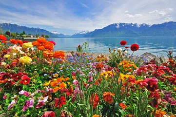 Foto op Canvas Flowers in swiss Alps © Arseniy Krasnevsky