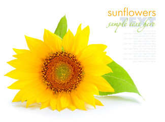Naklejka premium Sunflower are on a white background
