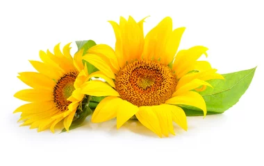 Poster Im Rahmen Sonnenblumen sind auf weißem Hintergrund © nmelnychuk