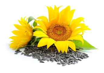 Tuinposter Yellow sunflowers and sunflower seeds on a white background © nmelnychuk