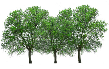 Fototapeta na wymiar grupa drzew z zielonym liściem na białym