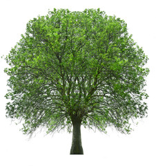 arbol con hoja verde aislado sobre blanco