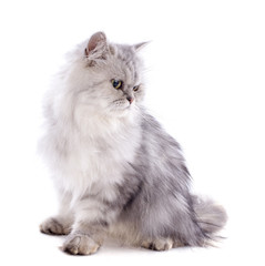 persian cat